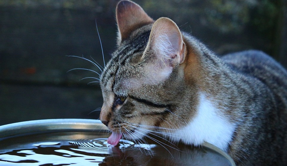 сколько воды в день выпивает кошка