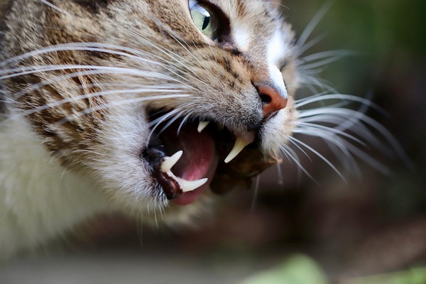 Почему у кошки неприятно пахнет изо рта: причины и способы борьбы с неприятным запахом