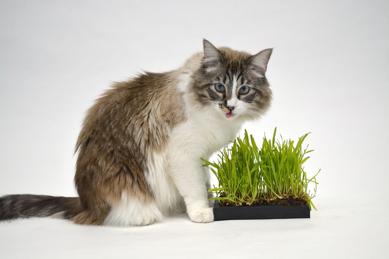 Трава для кошек: зачем едят и какую можно давать