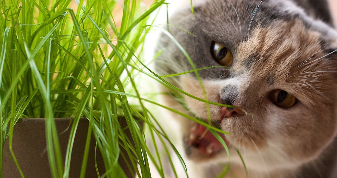 Трава для кошек: зачем едят, какую любят, чем полезна, как вырастить траву  для кота дома