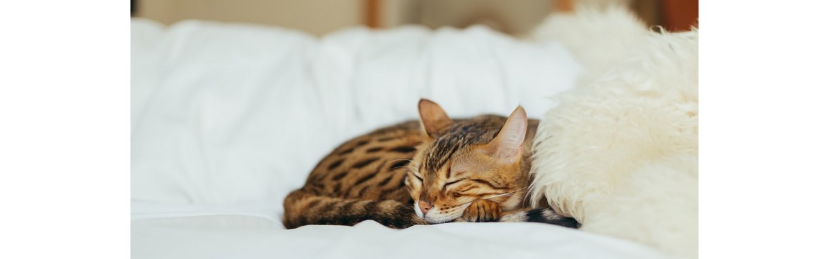 Почему кошки закапывают миску с едой: 10 причин