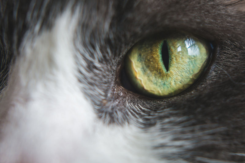 Как видят кошки: особенности зрения