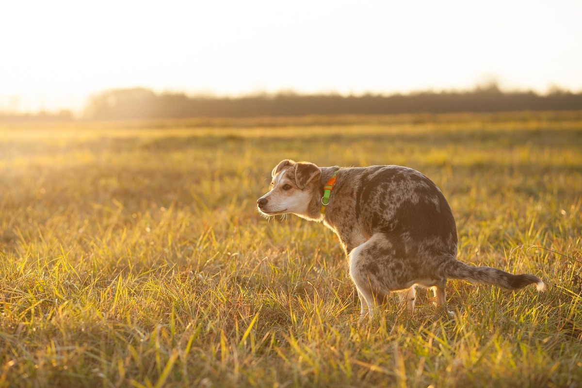 Запоры у собак: причины, симптомы и что делать 