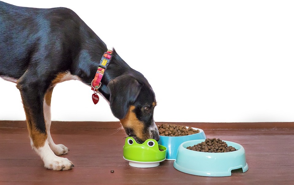 Что лучше сухой корм или натуралка для собак? За и против