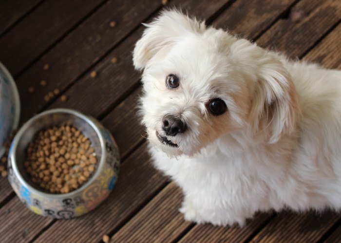 Чем кормить маленьких собак: натуральное питание и сухой корм