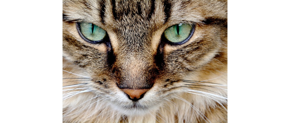 Как видят кошки наш мир - Особенности зрения кошек, какие цвета различают и  видят ли в темноте