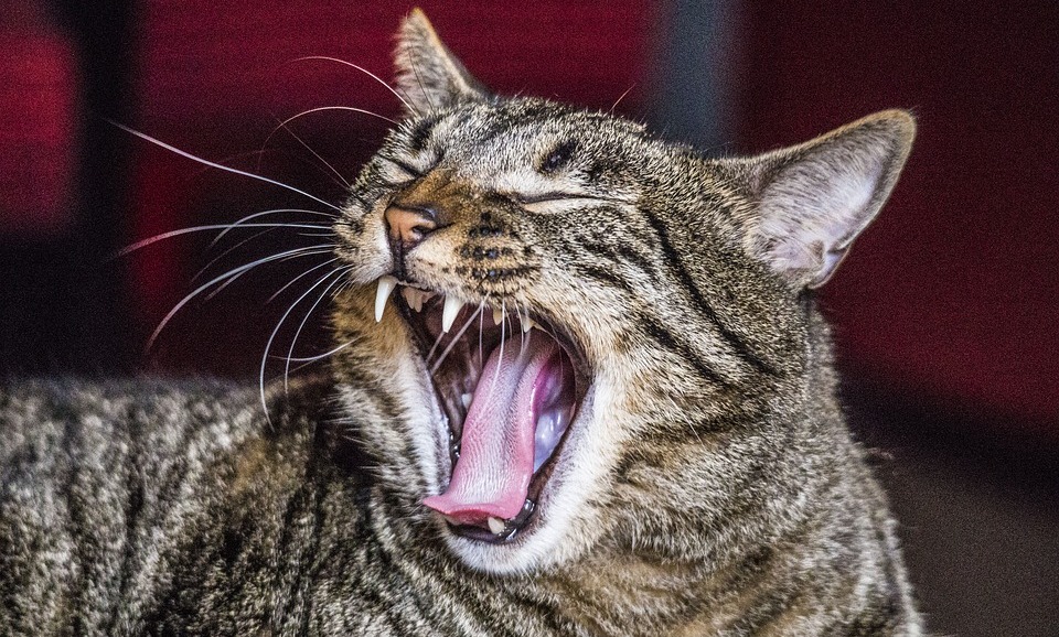 Запах изо рта у кошки - Причины почему у кота неприятно пахнет из пасти и  что делать