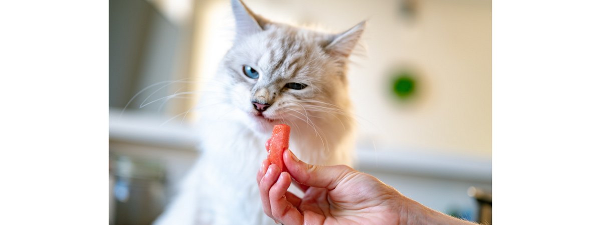 Аллергия у кошек: как проявляется, чем лечить, симптомы и причины