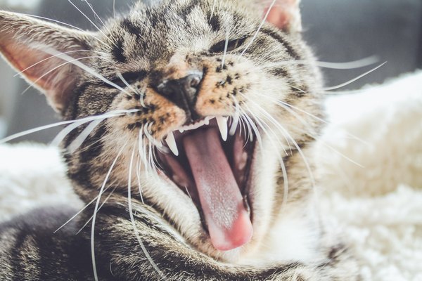 Нужно ли чистить зубы кошке? Чем и как почистить зубы кошкам в домашних условиях