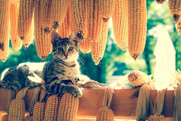 Можно ли кошкам кукурузу: вареную, консервированную?