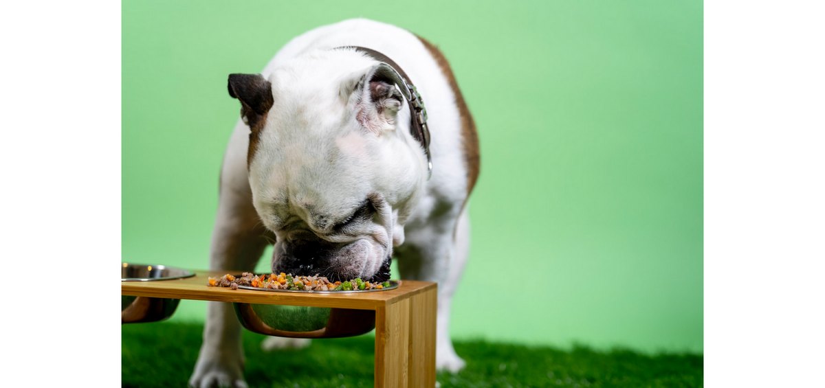 Можно ли собакам фрукты: полезные свойства и правила кормления