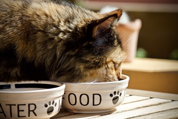 Таурин для кошек: зачем нужен, в каких продуктах содержится