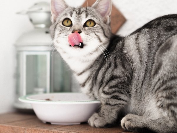 можно ли кормить стерилизованную кошку обычной едой