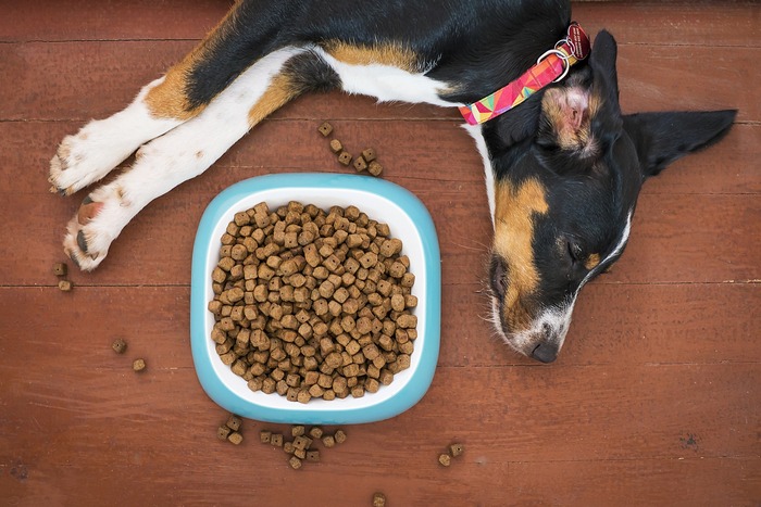Что делать, если собака не ест сухой корм? Причины отказа