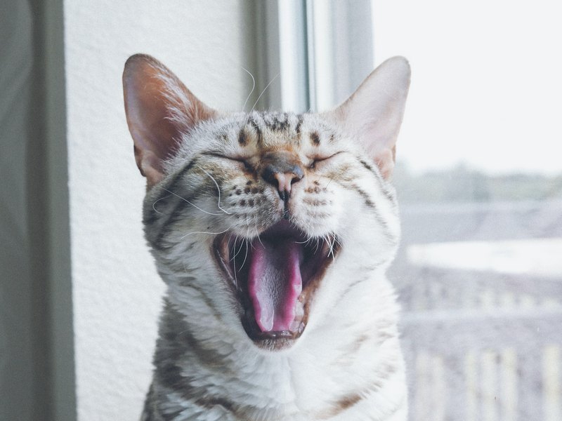 Чем кормить кошку без зубов?
