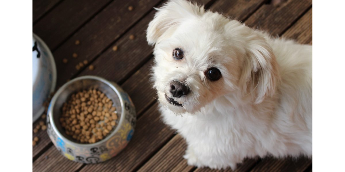 Можно ли кормить собаку мелкой породы кормом для средних пород