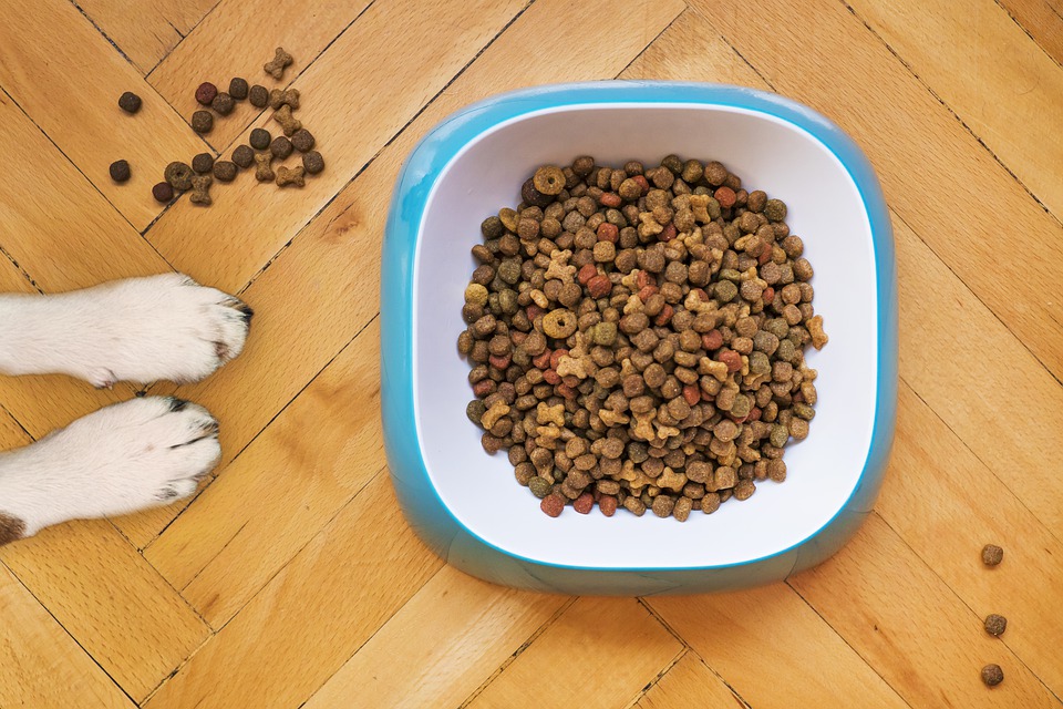 Суточная норма кормления собак сухим кормом: таблица расчета суточной порции
