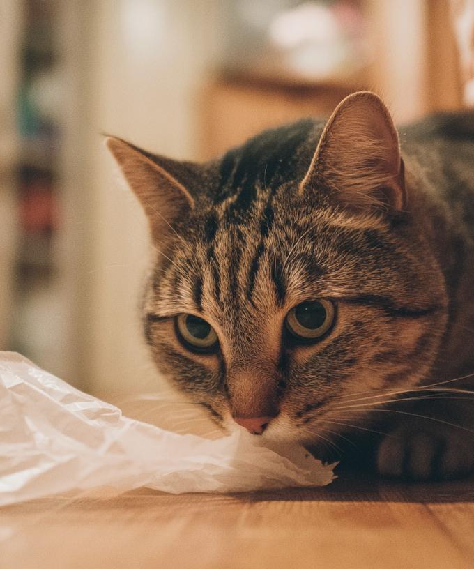 Кошка жует пакеты: безобидная привычка или тревожный сигнал?