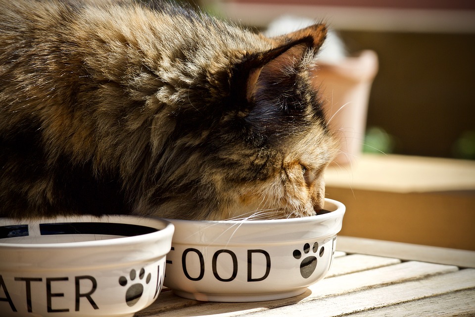 Как хранить влажный корм для кошек и собак