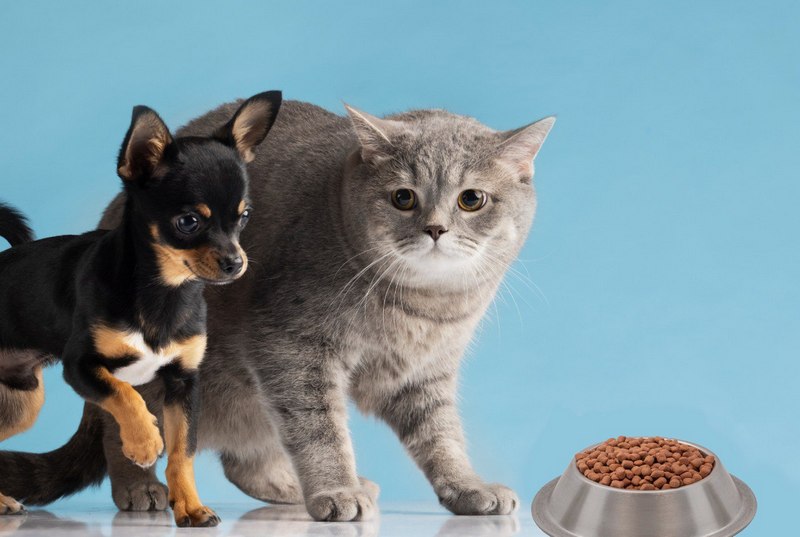 можно ли кормить кошек кормом для собак