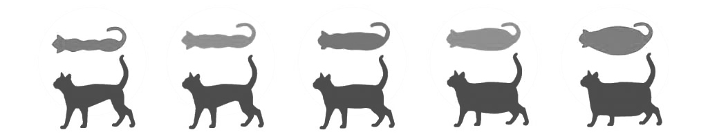 схема формы кота в зависимости от веса